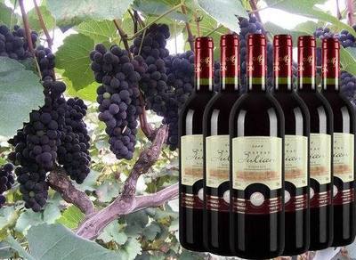 葡萄酒、香檳-法國波爾多紅酒 朱莉安2008經典干紅葡萄酒 法國葡萄酒低價批發-.